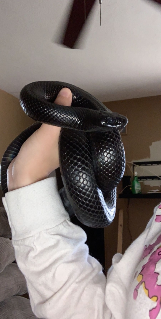 Adult Black mexican kingsnake 3 yrs old
