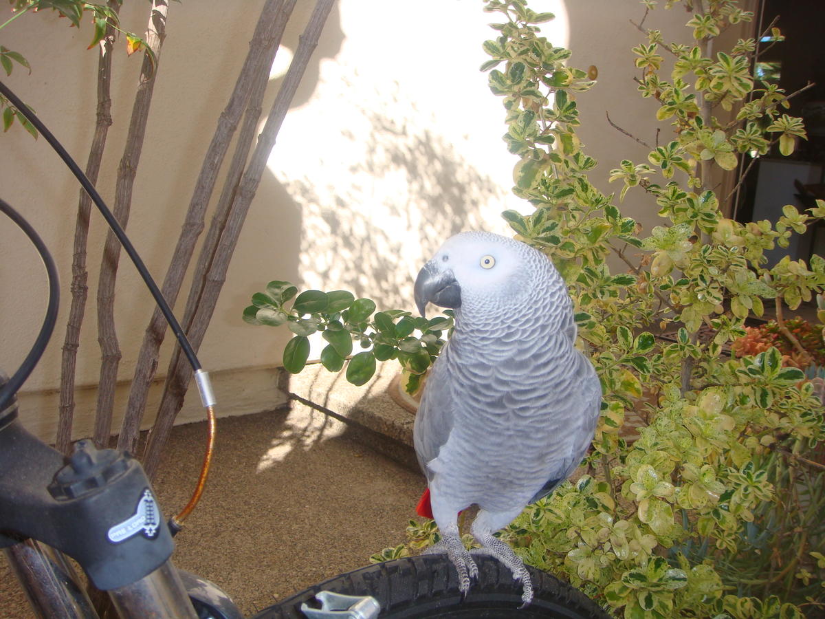 African Congo Grey Parrot-Fully tamed