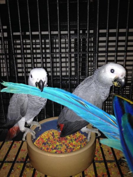 African Congo Grey Parrot-Fully tamed