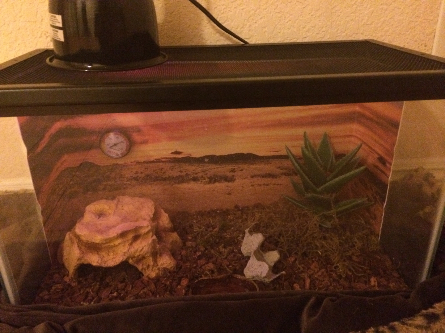 African fat tail gecko