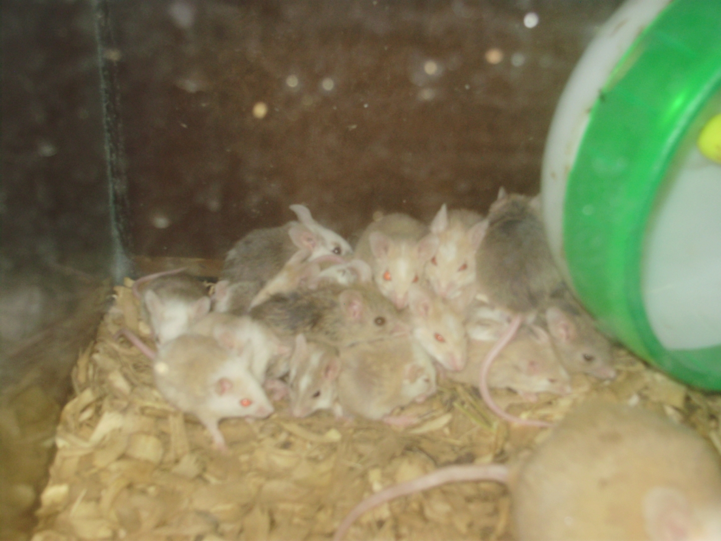 AFRICAN SOFT FUR RATS