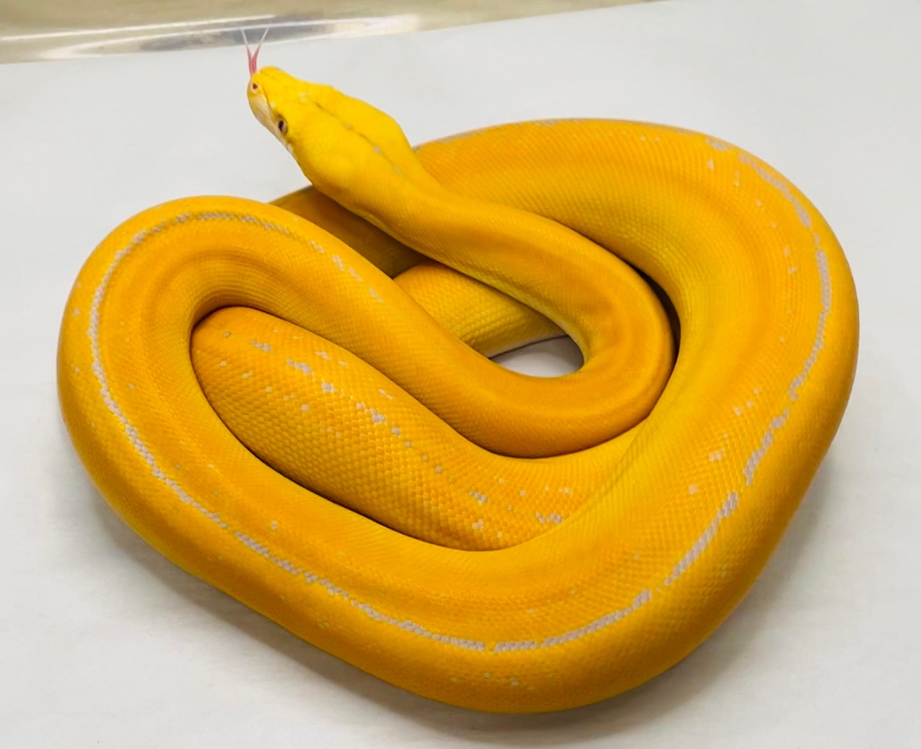 Albino Goldenchild Phantom