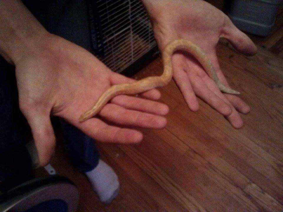 Albino male kenyan sand boa