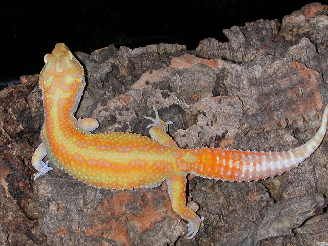 Albino Red Racing Stripe