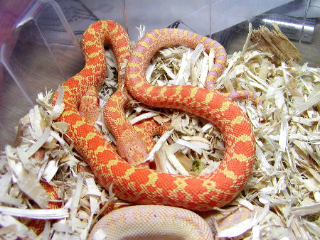 Albino Trumbower Bull