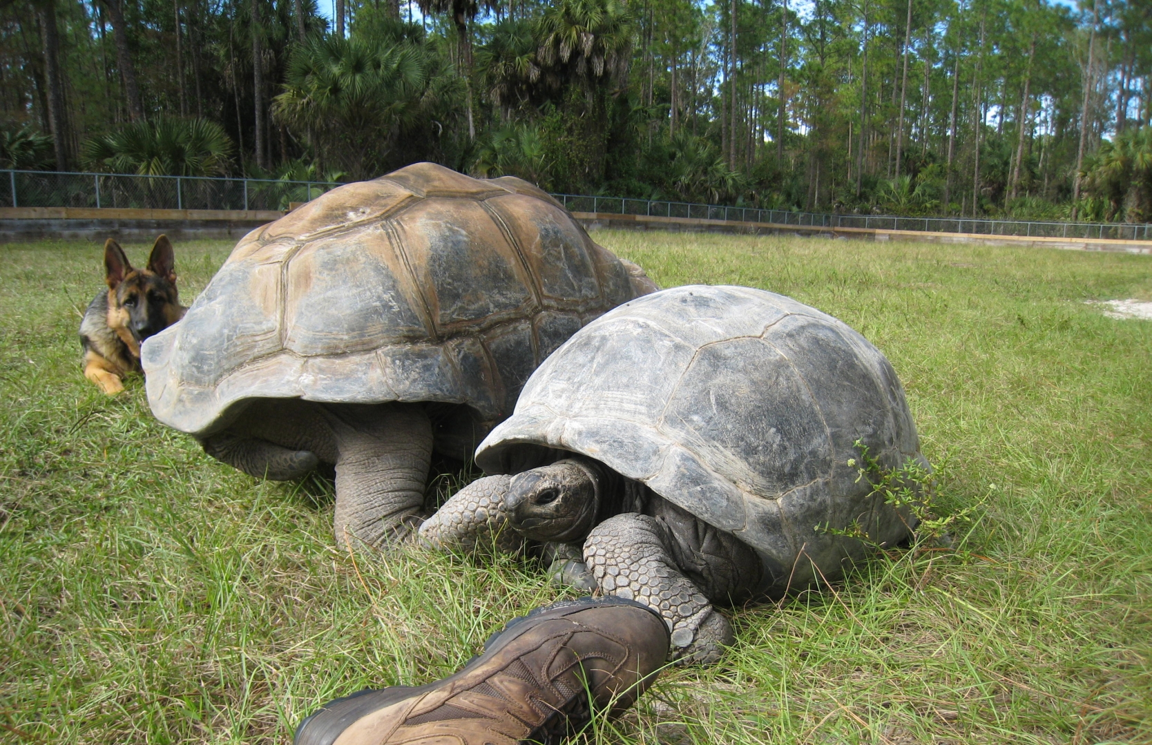 ALDABRA BREEDER
