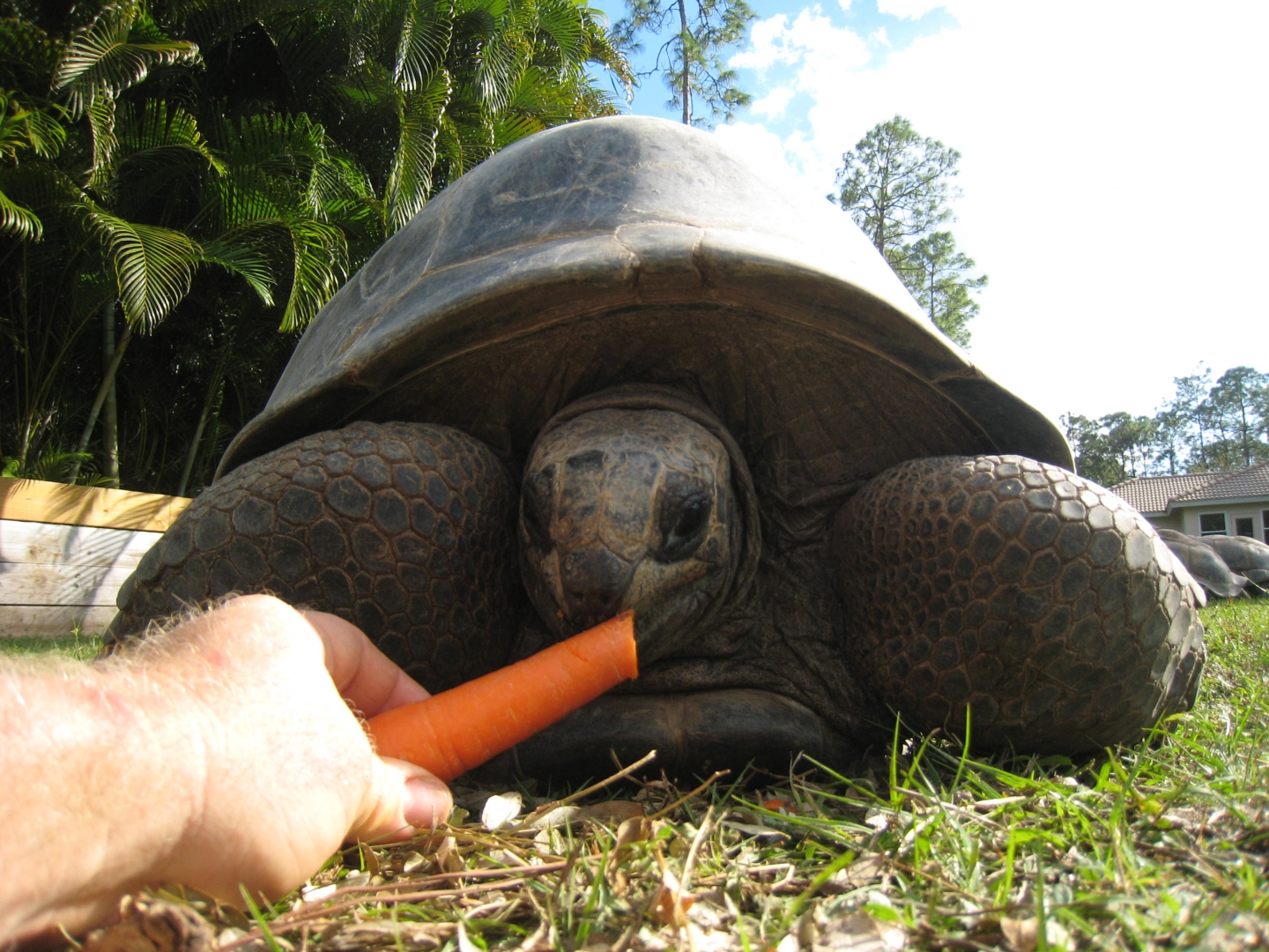 ALDABRA BREEDER