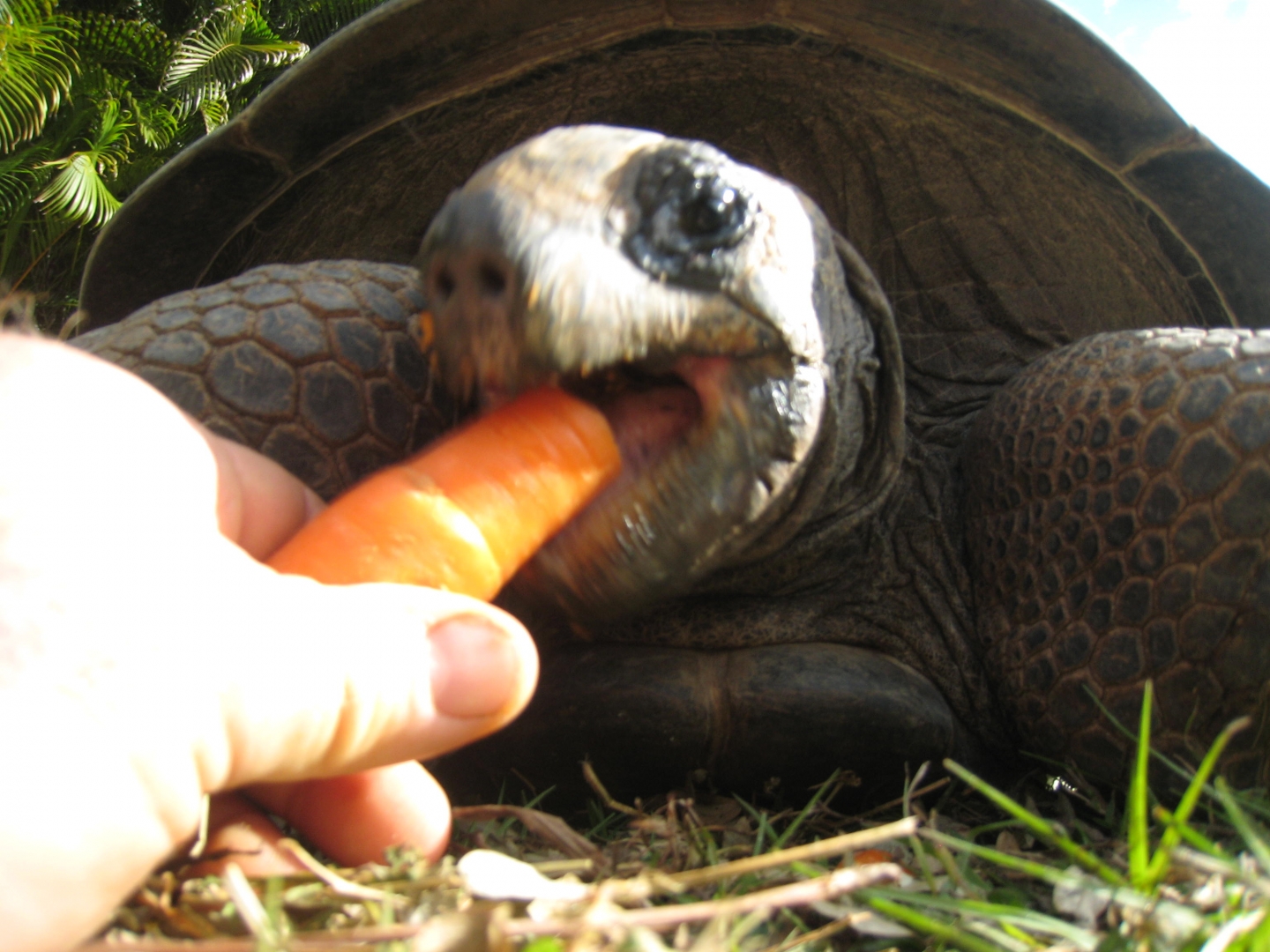 ALDABRA BREEDER