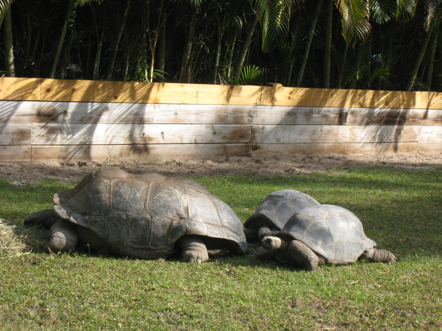 ALDABRA BREEDER