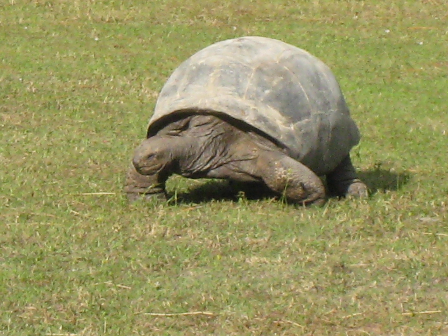 ALDABRA BREEDER