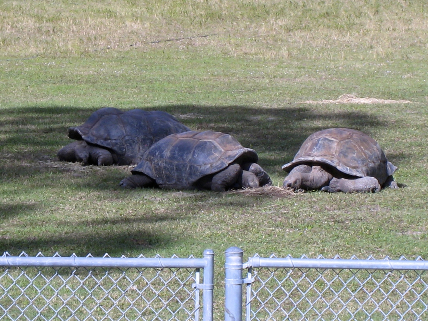 ALDABRA BREEDER