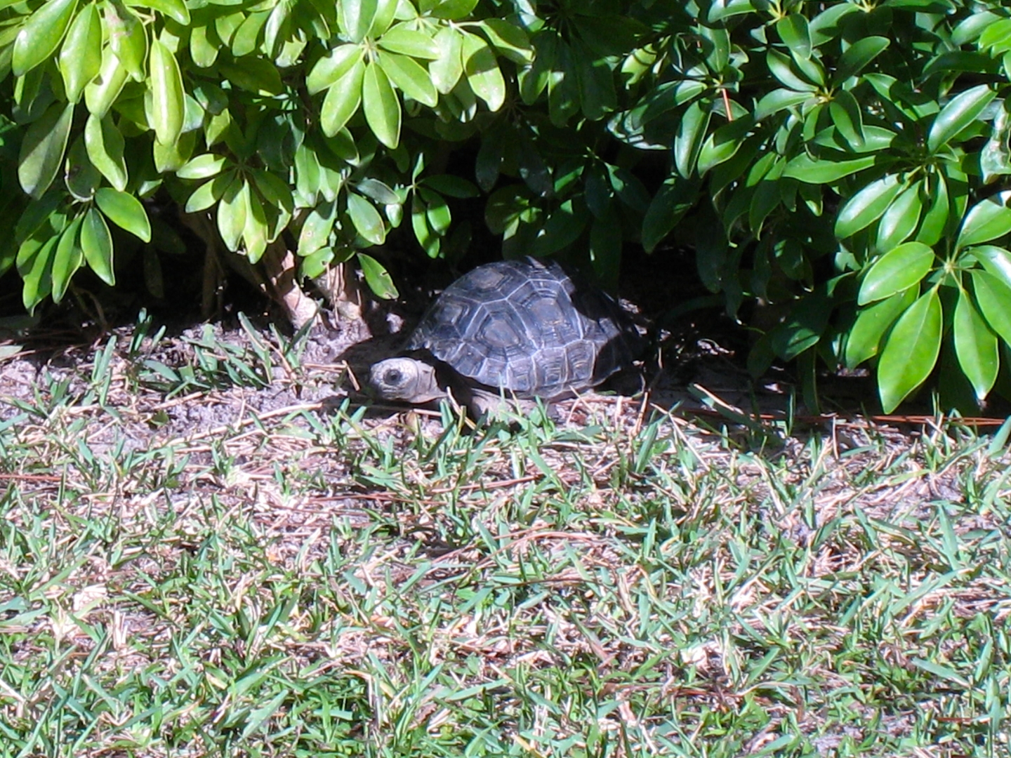 ALDABRA BREEDER