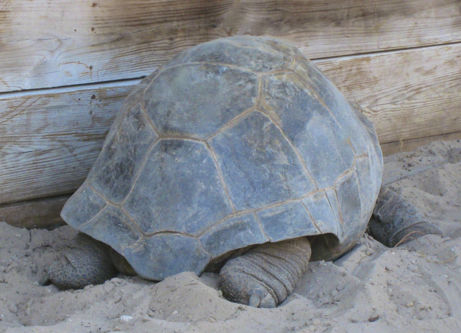 ALDABRA BREEDER