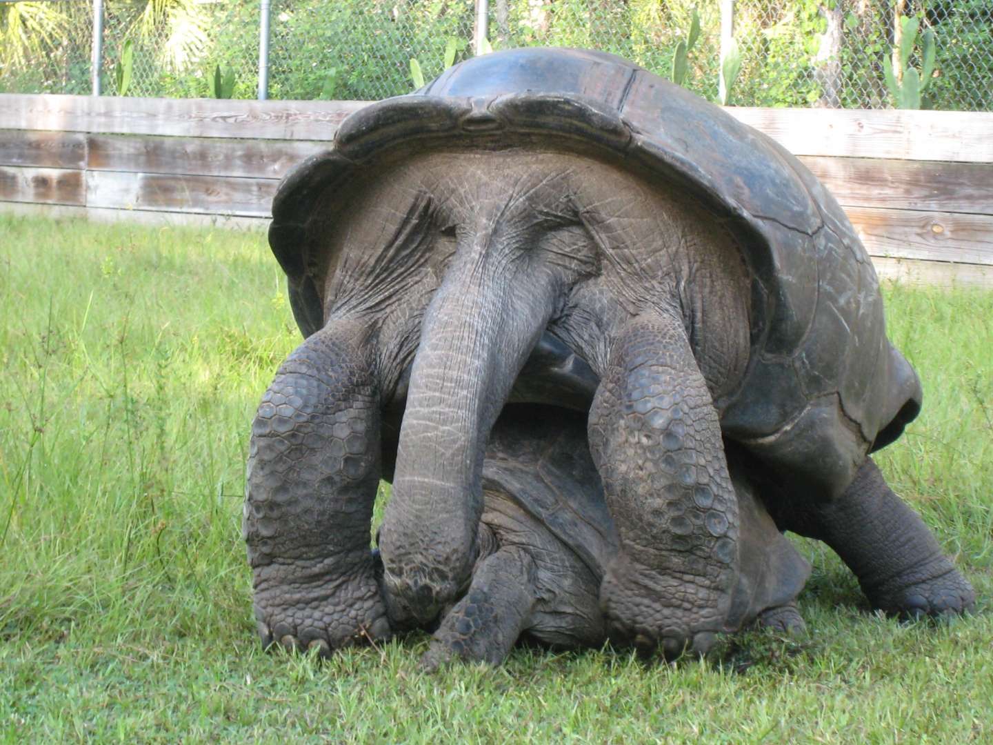 ALDABRA BREEDER