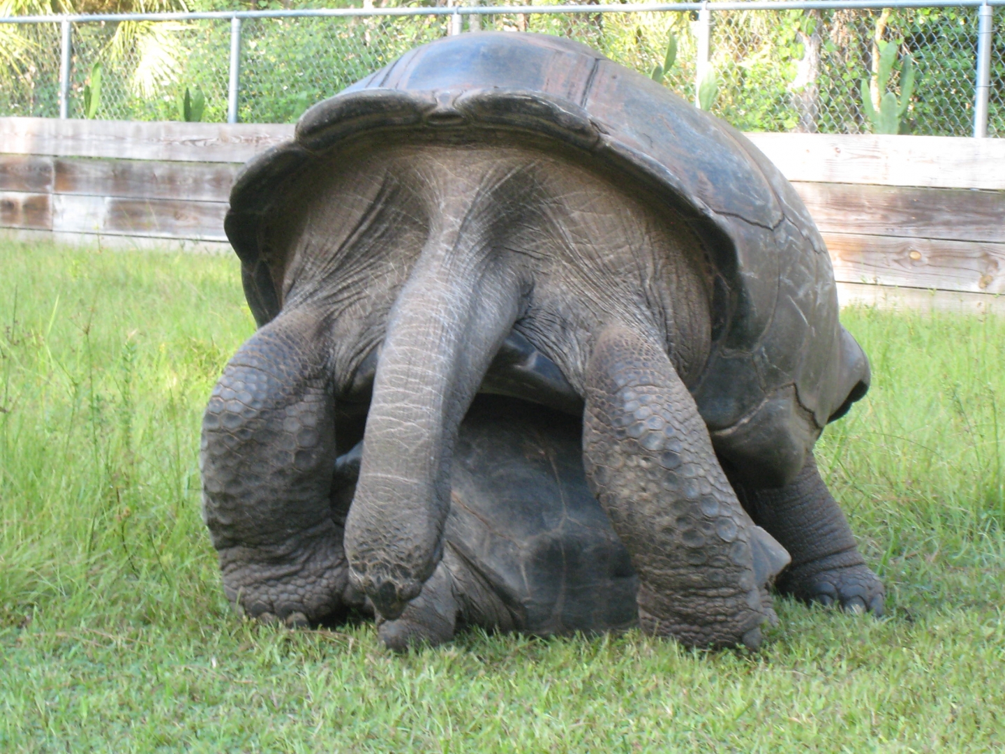 ALDABRA BREEDER