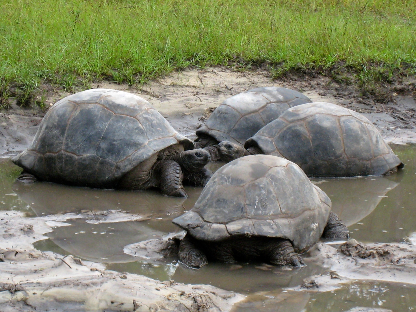 ALDABRA BREEDER