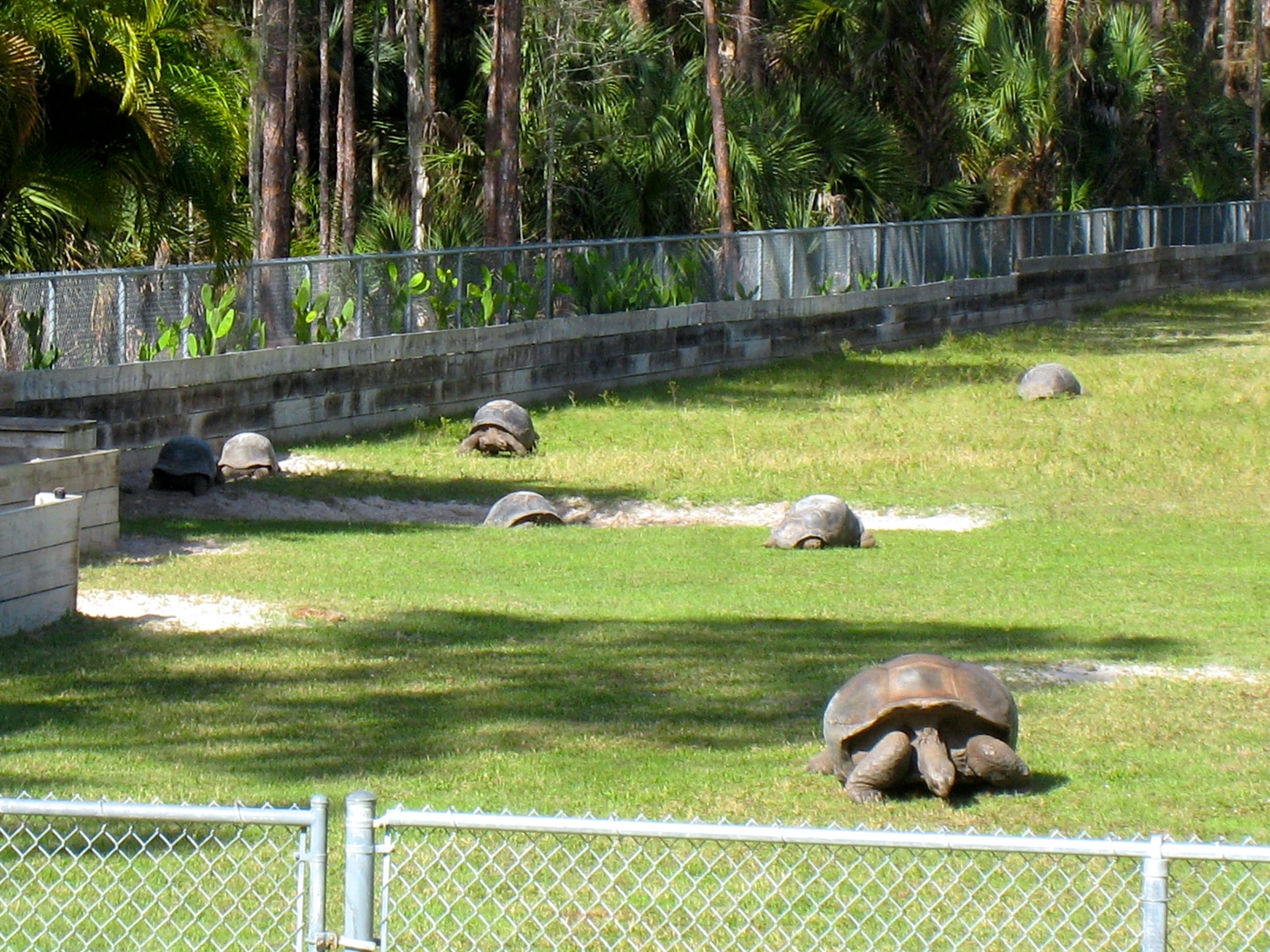 ALDABRA BREEDER