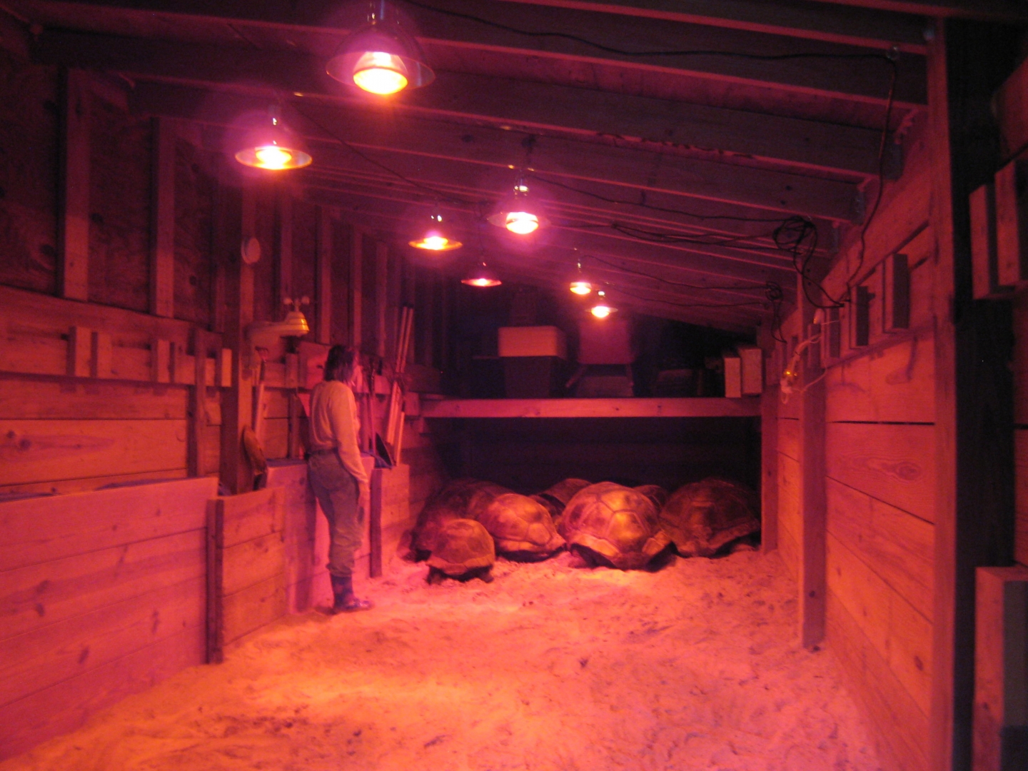 ALDABRA BREEDER