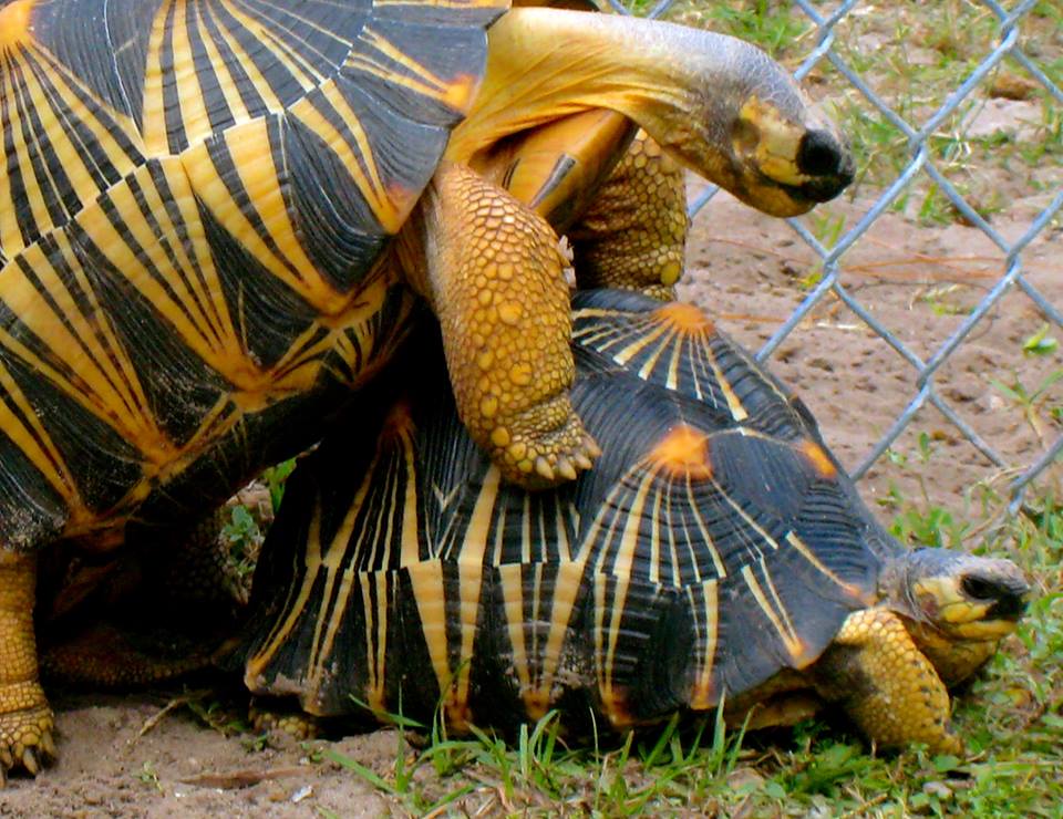 ALDABRA BREEDER
