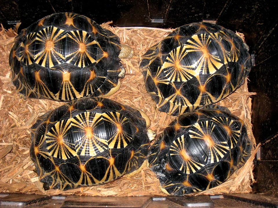 ALDABRA BREEDER