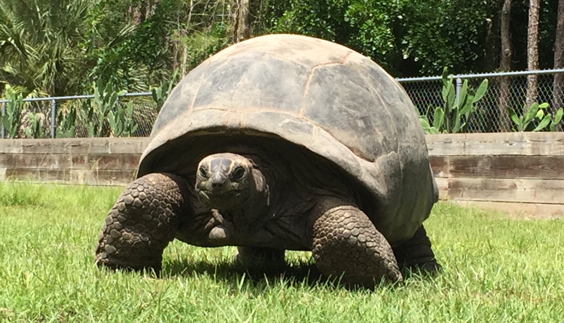 Aldabra Breeders