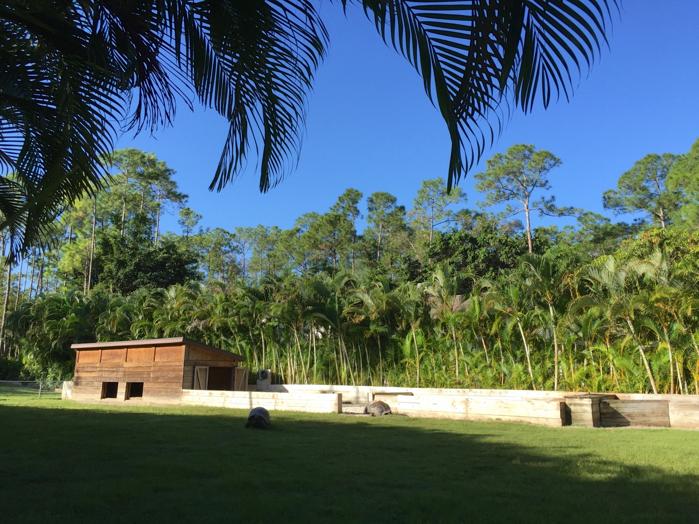 Aldabra Breeders