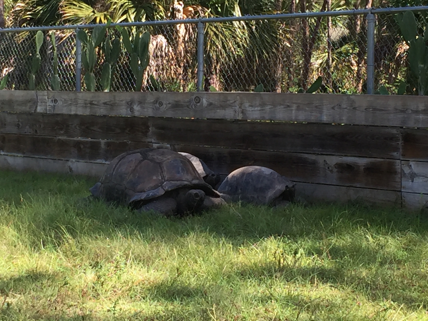Aldabra Breeders