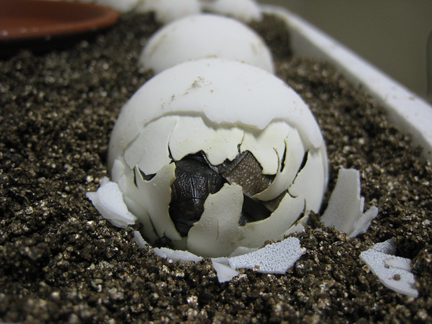 ALDABRA TORTOISE HATCHLING