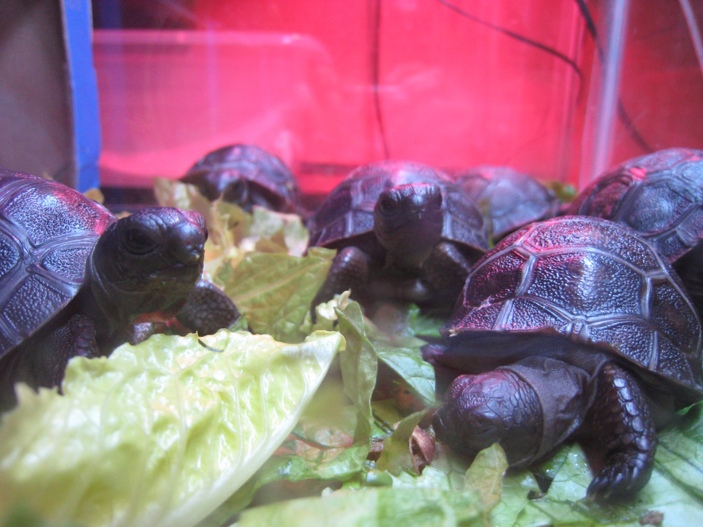 ALDABRA TORTOISE HATCHLINGS
