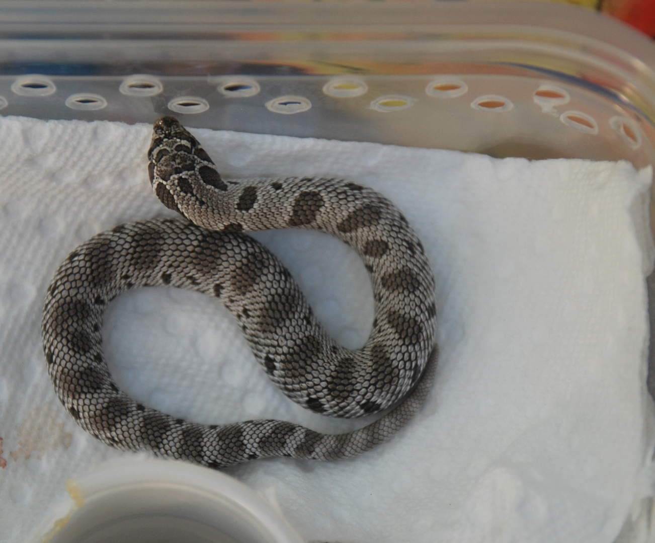 anery anaconda -- sold