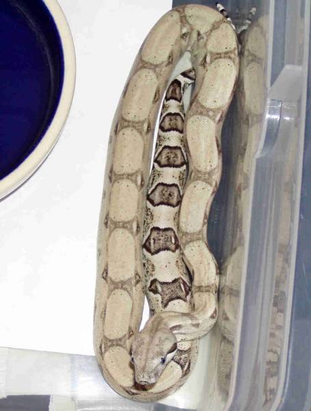 Anery Male from CV Exotics