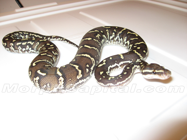Angolan Python