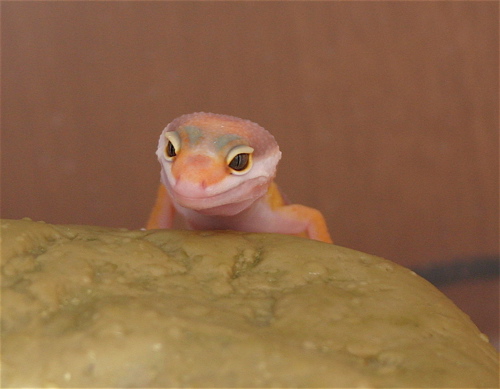 Another little one