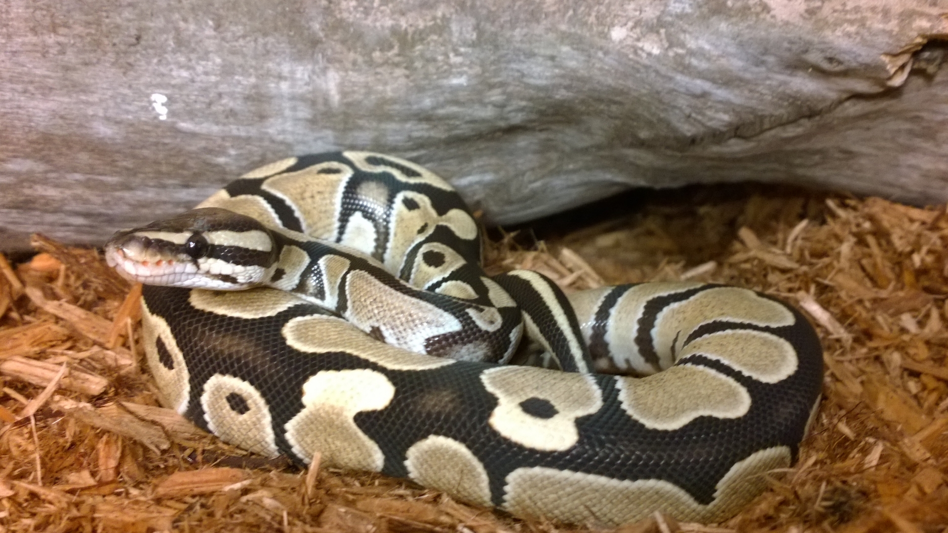 Available Ball Pythons