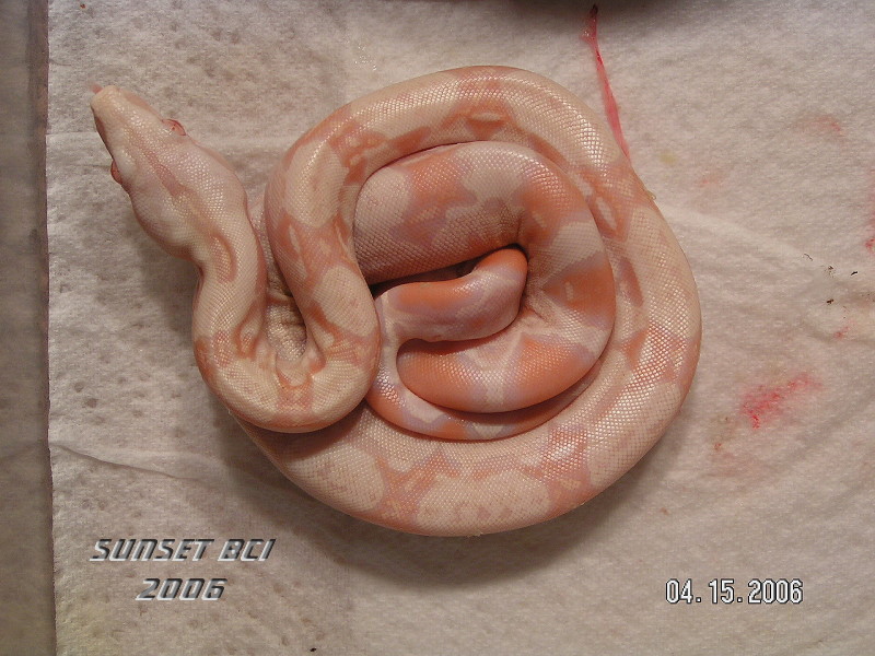 Baby #13