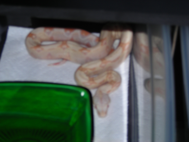 baby albino