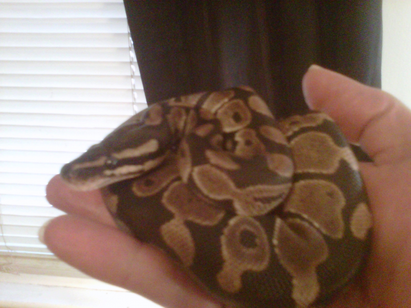 baby ball
