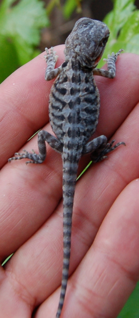 Baby Bearded Dragons