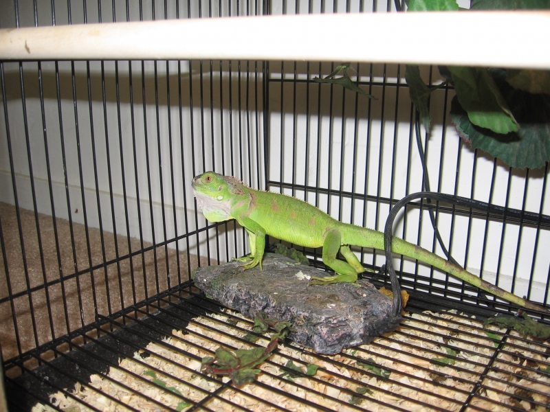 baby iggy