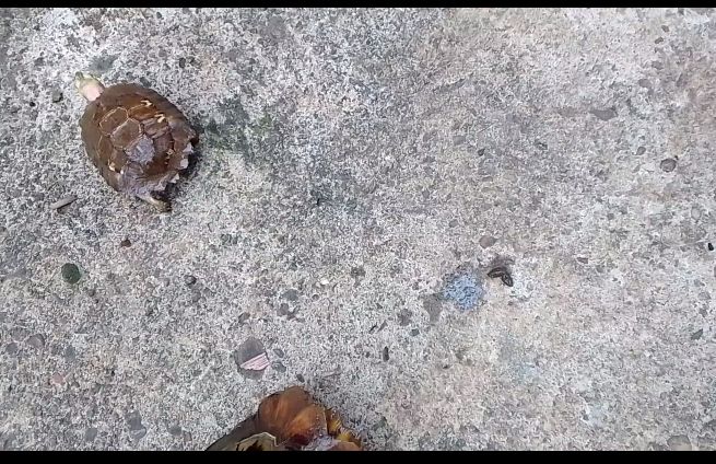 Baby tortoise