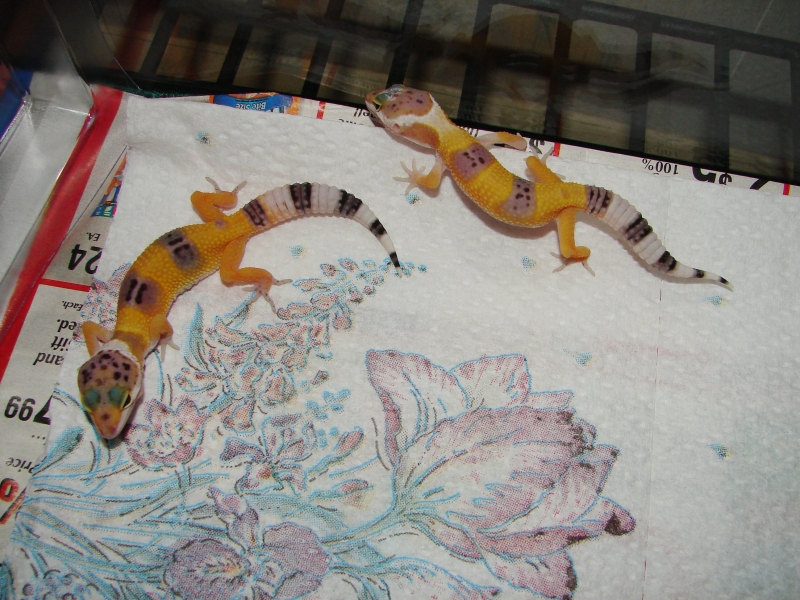 Baby_Geckos_2_006