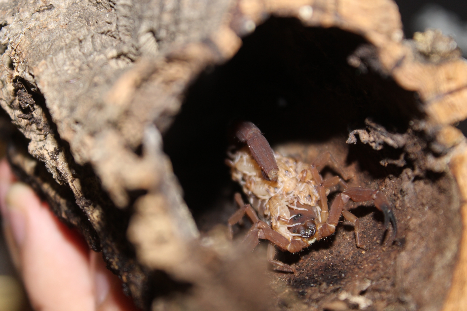 Babycurus jacksoni