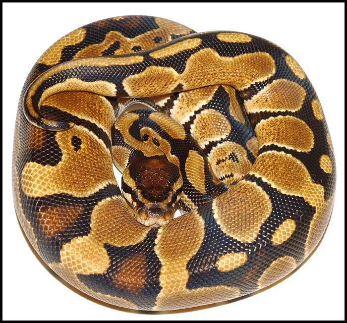 Ball Python # 1 F/S
