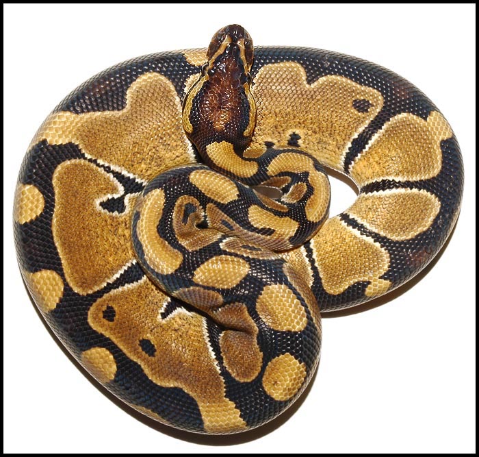 Ball Python # 12 F/S
