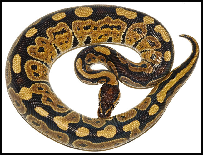 Ball Python # 18 F/S