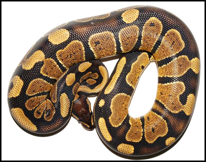 Ball Python # 20 F/S