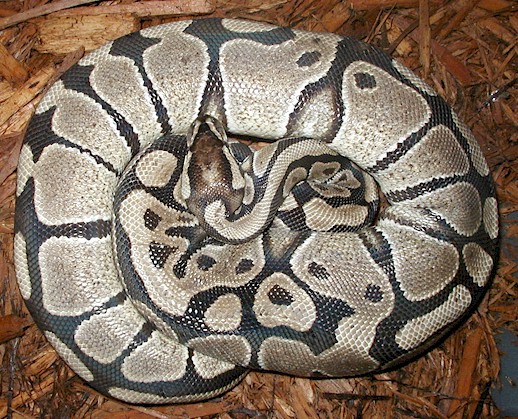 Ball Python Female