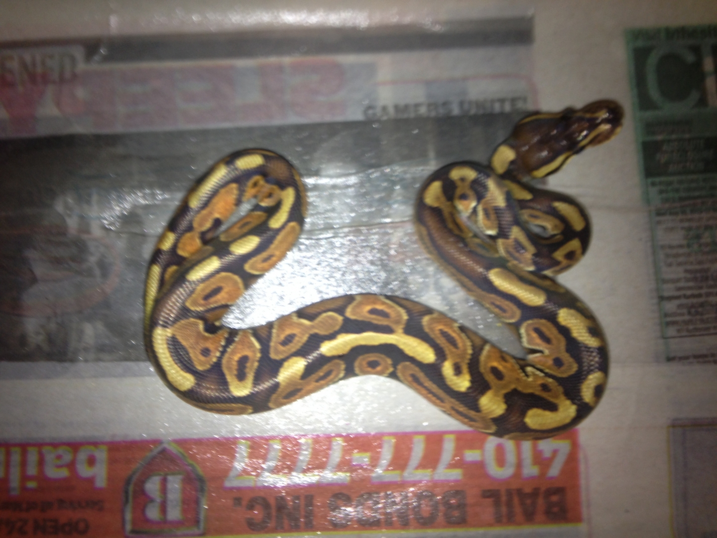 Ball Python