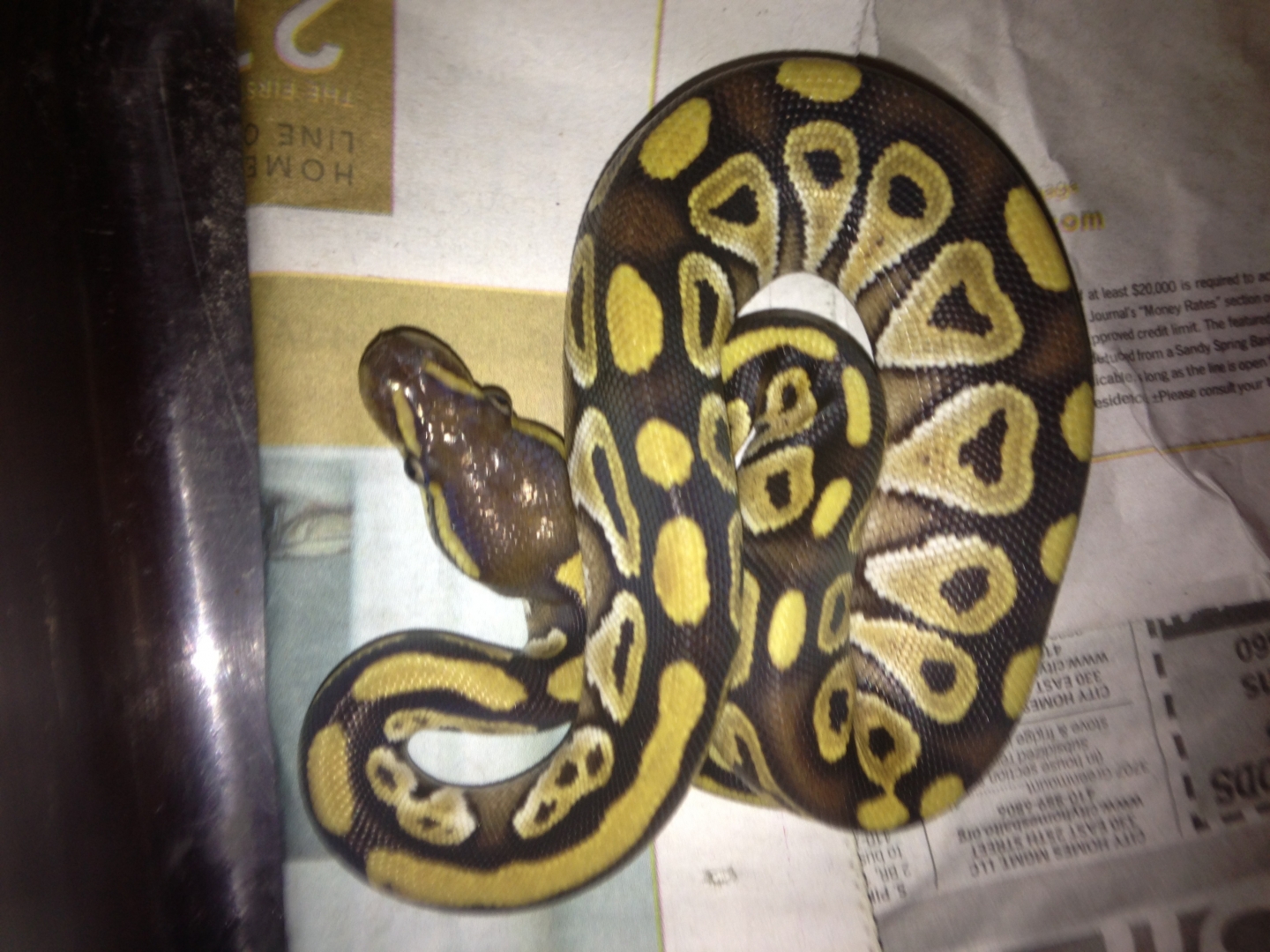 Ball Python