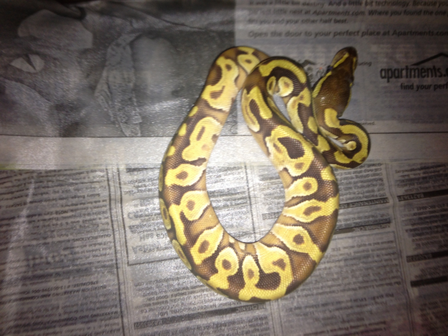 Ball Python
